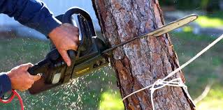 Why Choose Our Tree Removal Services in Clearwater, FL?