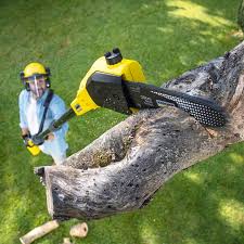 Tree and Shrub Care in Clearwater, FL