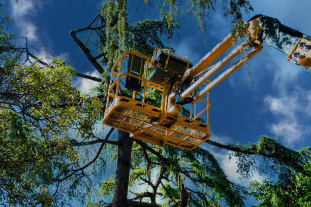 Professional  Tree Services in Clearwater, FL